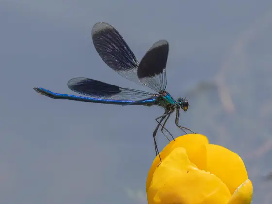 Gebänderte Prachtlibelle