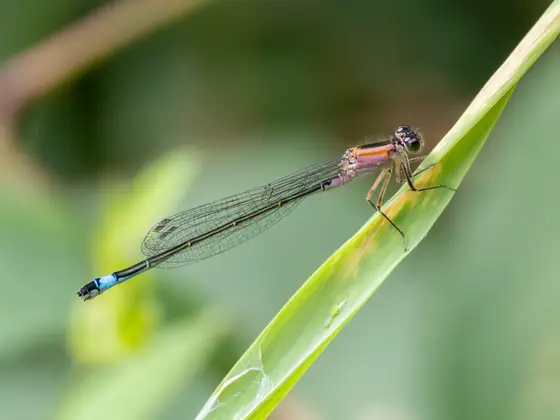 Große Pechlibelle