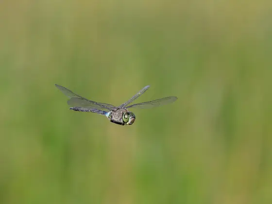 Kleine Königslibelle im Flug