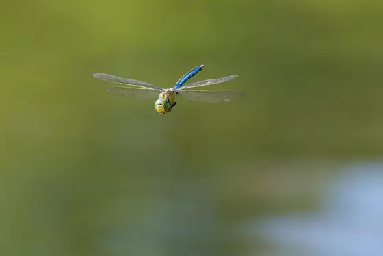 Große Königslibelle im Flug