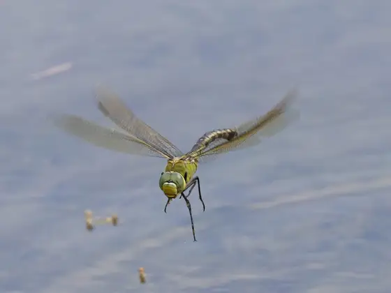 Große Königslibelle im Flug
