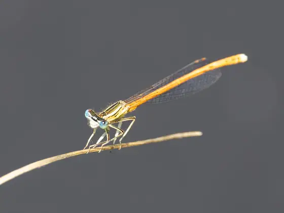 Rote Federlibelle